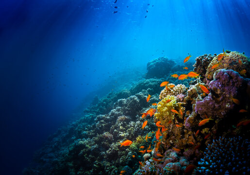 CORAL REEF 3