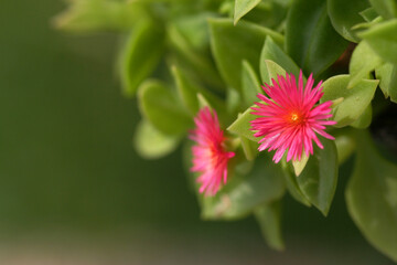 Close up of colors of pink and yellow flower with leaves on its tree in natural daylight with copy space.