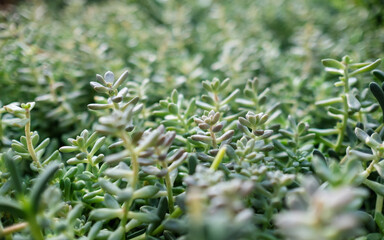  Jelly beans sedum cactus or Sedum pachyphyllum in botanic garden