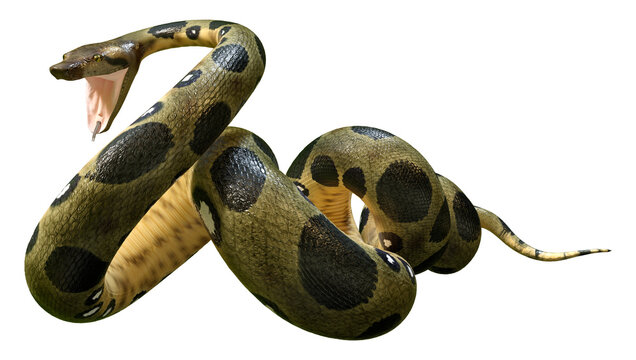 3D Rendering Green Anaconda on White