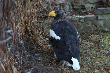 white - shouldered eagle