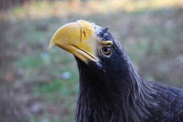 white - shouldered eagle