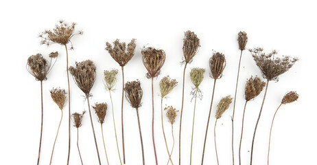 Dry wild flowers Daucus carota with seeds  isolated on white background. Meadow grasses flowers with umbels in winter or autumn time. - obrazy, fototapety, plakaty