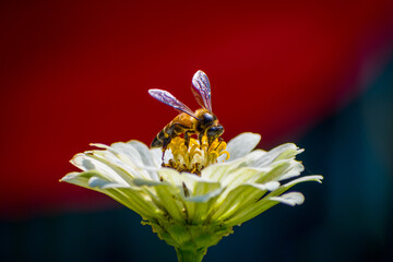 bee on flower