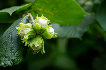 Obraz premium Green hazelnuts growing on tree