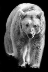 polar bear on black and white