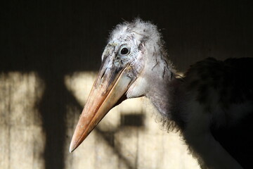 marabou bird