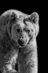 polar bear on black and white