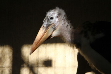 marabou bird