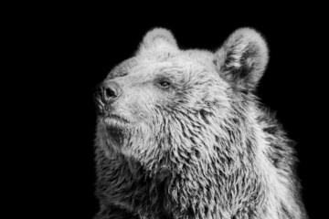polar bear on black and white