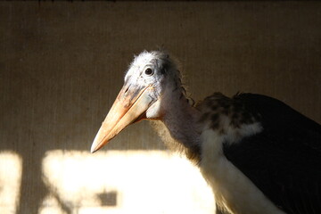 marabou bird