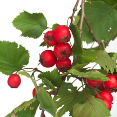 Herbal medicine: Crataegus commonly called hawthorn, thornapple and hawberry isolated on white background