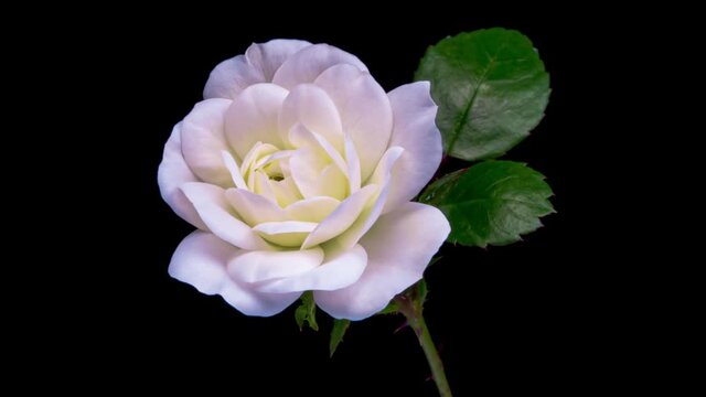 Beautiful opening white rose on black background. Holiday, love, birthday design backdrop. Bud closeup. Macro. 4K video timelapse