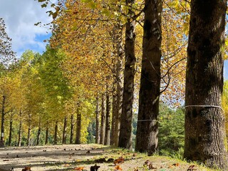 autumn in the park