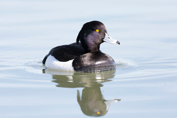 Tufted Duck Aythya fuligula swimming on the Rhine, Alsace, Eastern France