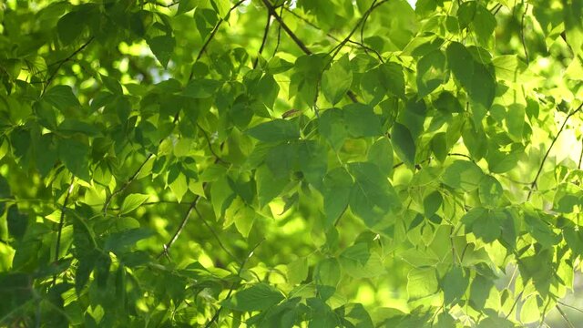 Beautiful spring or summer sunny sunset landscape. Close-up view 4k video footage of fresh green foliage of trees growing outside on shore of river. Sun shine sparkles through leaves