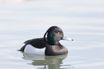 Obraz premium Tufted Duck Aythya fuligula swimming on the Rhine, Alsace, Eastern France