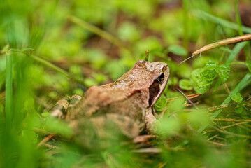 frog in the organic garden