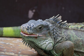 iguana in the zoo