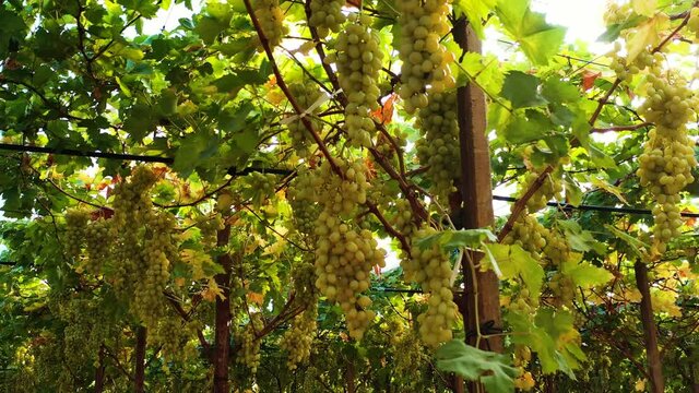 Vineyard of white table grapes 1