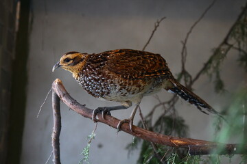 beautiful little bird