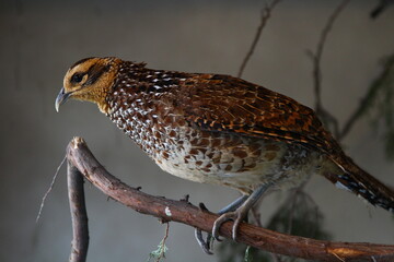 beautiful little bird