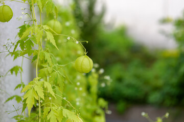 Young berries of Balloon vine