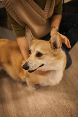 Cute corgi dog sitting on the floor at home near her owner