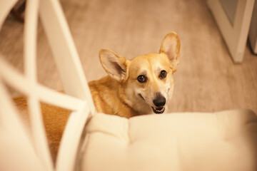 Cute corgi dog sitting on the floor at home. Corgi dog asking for food from the table.