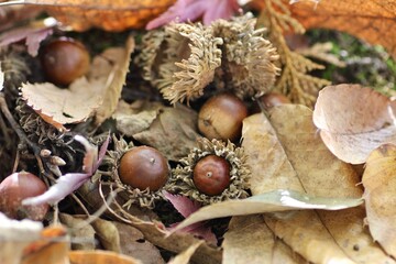 どんぐりと落ち葉