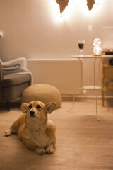 Cute corgi dog sitting on the floor at cozy home. Welsh corgi pembroke dog in the apartment.