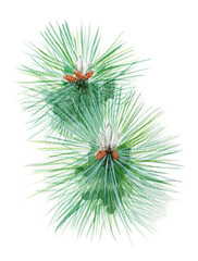 アナログ水彩松の葉