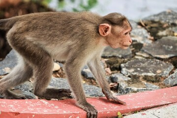 (macaca radiata) A monkey standing on the ground watching