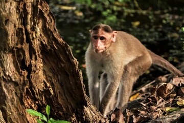 (macaca radiata) A monkey stands near a tree