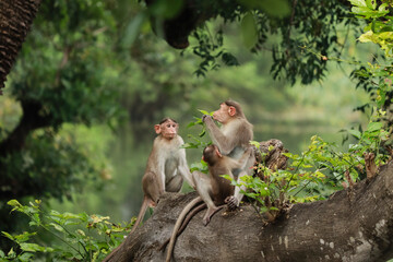 (macaca radiata) A mother monkey with her cub and another monkey sitting on a tree