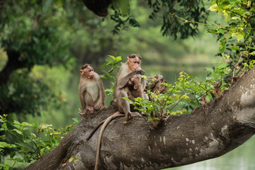 (macaca radiata) A mother monkey with her cub and another monkey sitting on a tree
