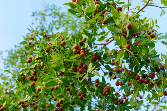 Chinese date, ziziphus jujuba, commonly called jujube, red date. Hanging on a branch, harvest