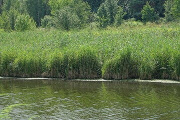 green reed plants in gray water of a reservoir in nature