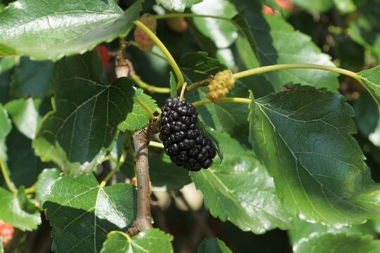 one black mulberry on a tree branch with green leaves in nature