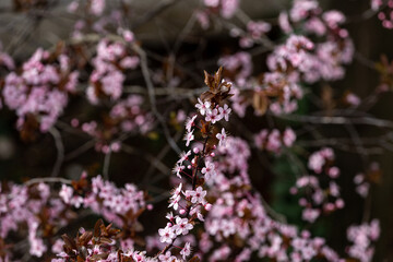 Petals of blooming cherry tree in spring