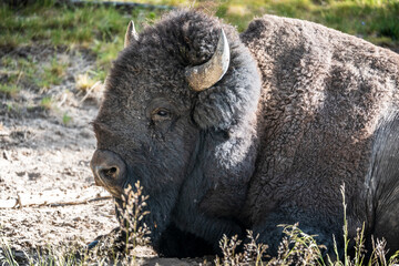 A bison rests in the afternoon by Mud Volcano in Yellowstone National Park in Wyoming