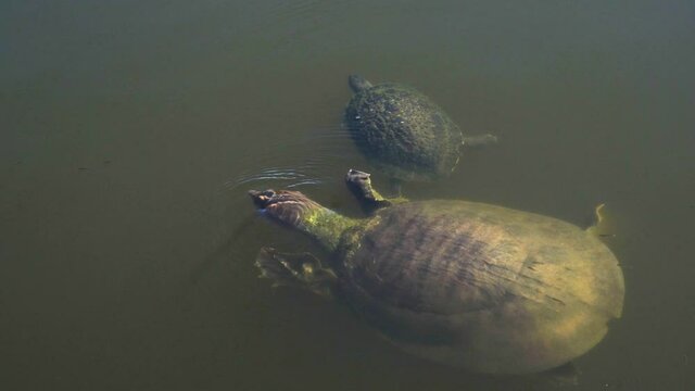 Two turtles swim in tropical pond water; large turtle swims with smaller alongside in late afternoon sun in tropical pond on west coast of Florida 