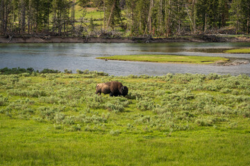 Bison Grazing in a field by the Madison River in Yellowstone National Park