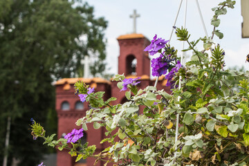 Fototapeta na wymiar Beautiful purple flowers in the summer garden 