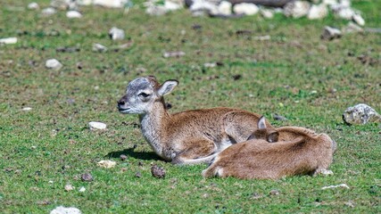Mouflon Fawn in the meadow