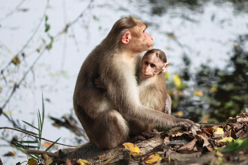 (macaca radiata) A mother monkey with her cub sitting on a tree
