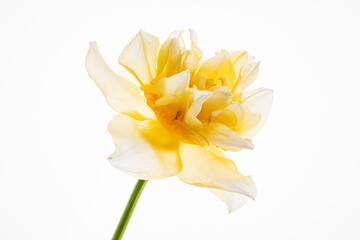 Obraz na płótnie Canvas Daffodils in the glass vase