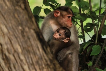 (macaca radiata) A mother monkey with her cub sitting on a tree