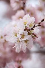 ホソイザクラのかわいい花