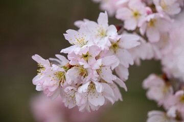 ホソイザクラのかわいい花